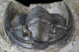 Cornuproetus Trilobite - Excellent Specimen #42253-2